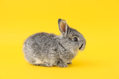 Renkli sevimli tüylü tavşan.