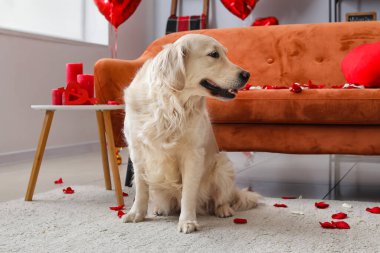 Evdeki sevimli köpek. Sevgililer Günü kutlaması