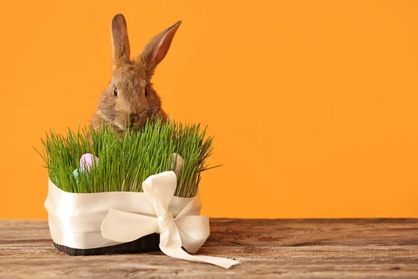 Cute rabbit and green grass with hidden Easter eggs on color background