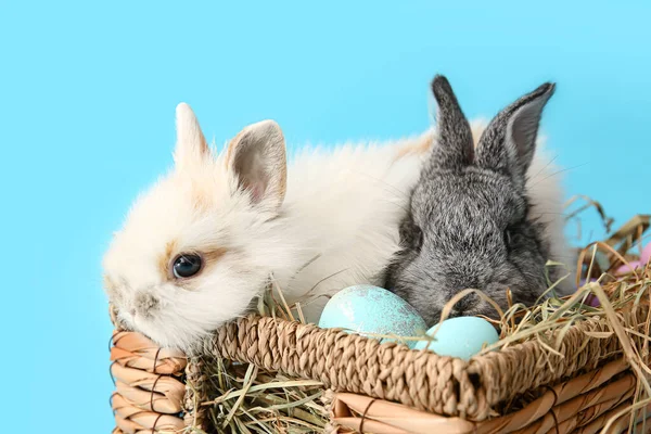 Cute rabbits in wicker box with Easter eggs on color background