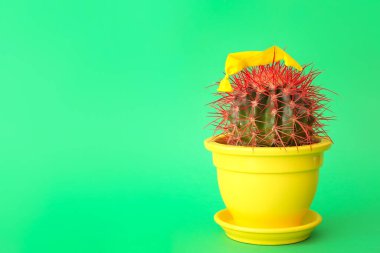 Renkli arka planda kaktüs ve patlamış hava balonu