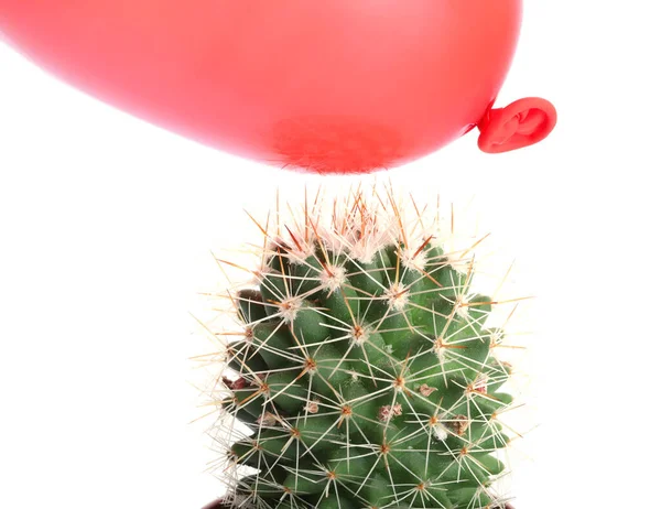 Cactus Air Balloon White Background — Stock Photo, Image