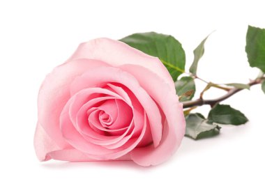 Beyaz arkaplanda güzel pembe bir gül