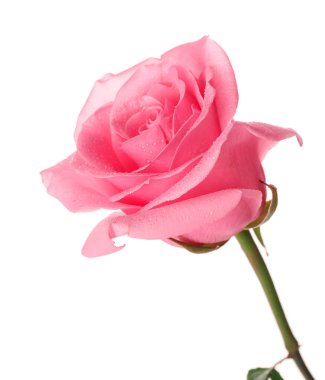 Beyaz arkaplanda güzel pembe bir gül