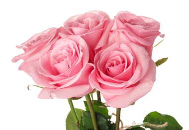 Beyaz arka planda güzel pembe güller