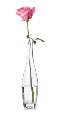 Beyaz arkaplanda vazoda güzel pembe bir gül