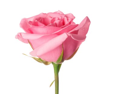 Beyaz arkaplanda güzel pembe bir gül