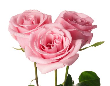 Beyaz arka planda güzel pembe güller