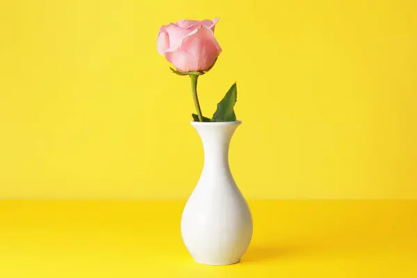 Beautiful Pink Rose Vase Color Background — Stock Photo, Image