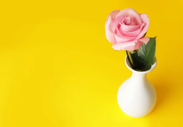 Beautiful Pink Rose Vase Color Background — Stock Photo, Image