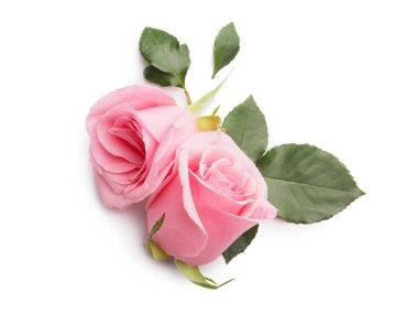 Beyaz arka planda güzel pembe güller