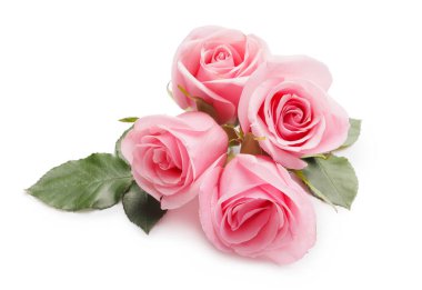 Beyaz arka planda güzel pembe güller