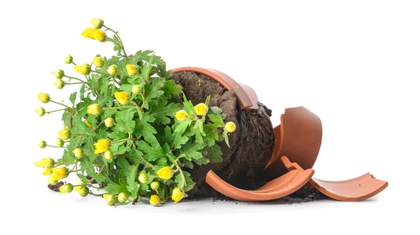 Broken Flower Pot Plant White Background — Stock Photo, Image