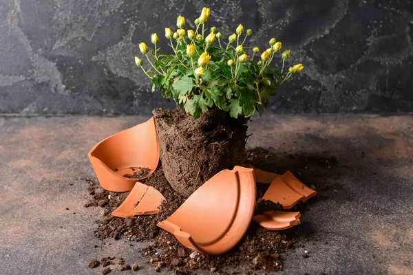 Broken Flower Pot Plant Grunge Background — Stock Photo, Image