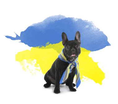 Beyaz arka planda mavi ve sarı atkısı olan sevimli vatansever köpek.