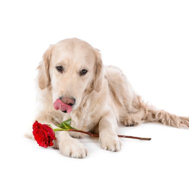 Beyaz arka planda çiçekli şirin bir köpek. Sevgililer Günü kutlaması