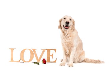 Çiçekli şirin bir köpek ve beyaz arka planda aşk kelimesi. Sevgililer Günü kutlaması