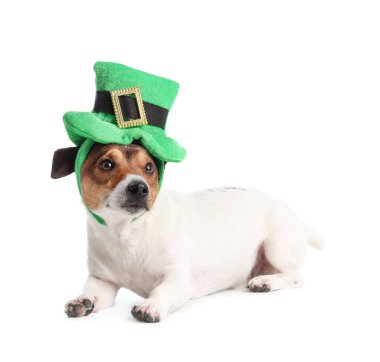 Beyaz arka planda yeşil şapkalı şirin bir köpek. Aziz Patrick Günü kutlaması