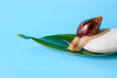 Salyangoz, spa taşı ve arka planda yeşil yaprak