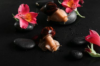 Salyangozlar, kaplıca taşları ve çiçekler koyu arkaplanda