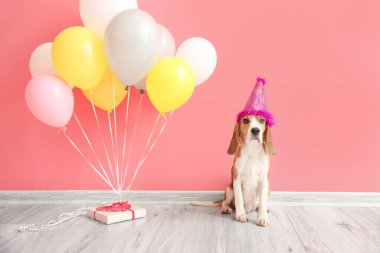 Doğum günü hediyesi olan şirin bir köpek ve renkli duvarın yanında balonlar.