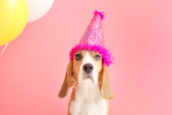 Симпатичная собака в шляпе на цветном фоне