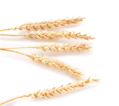 Beyaz arkaplanda buğday dikenleri