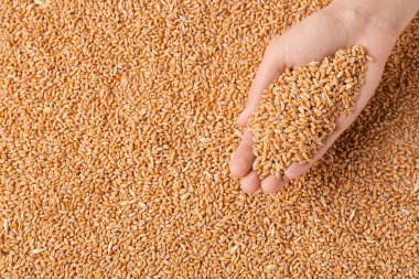 Buğday taneli kadın eli, yakın plan.