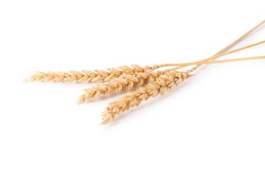 Beyaz arkaplanda buğday dikenleri