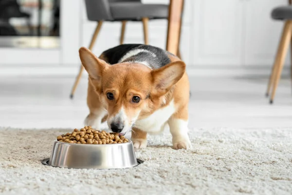 Cute dog eating dry food from bowl at home