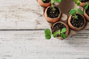 Tahta masanın üzerinde fidanlar olan karton kutu.