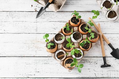 Tahta masanın üzerinde fidanlar ve bahçe aletleri olan karton kutu.