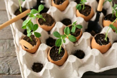 Tahta masanın üzerinde fidanlar ve bahçe aletleri olan karton kutu.
