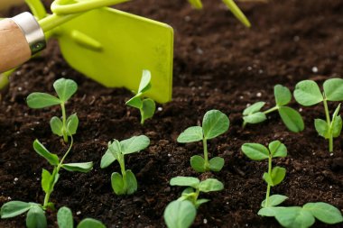 Toprakta büyüyen bitkilerle birlikte bahçe aletleri.