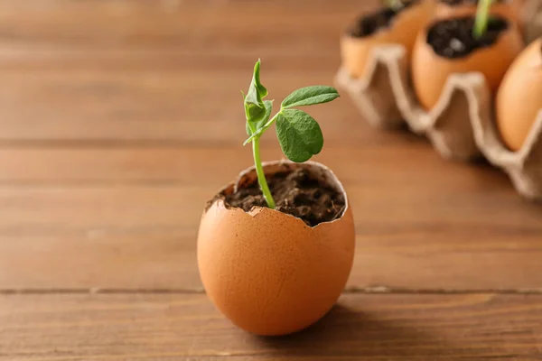 Egg Shell Seedlings Wooden Table — Stock Photo, Image