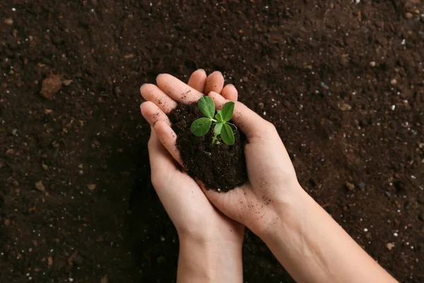 Young Woman Planting Seedlings Garden — Stock Photo, Image