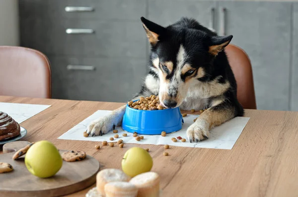 Cute funny dog eating food from bowl at table in kitchen