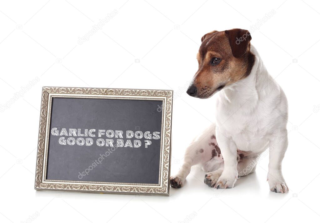 Cute dog and chalkboard with text GARLIC FOR DOGS GOOD OR BAD? on white background