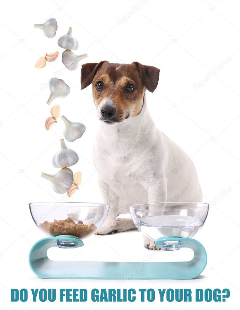 Cute dog near bowls with food and fresh garlic on white background