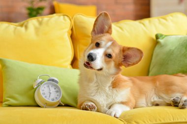Evdeki kanepede çalar saati olan sevimli bir köpek.