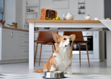 Tatlı köpek kasenin yanında, evde yemek var.