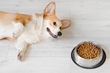 Tatlı köpek kasenin yanında, evde yemek var.