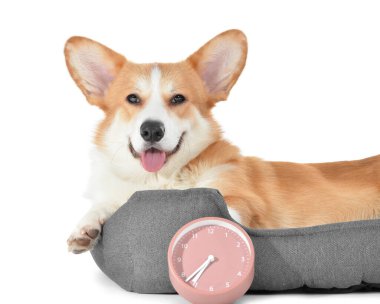 Hayvan yatağında sevimli bir köpek ve beyaz arka planda çalar saati var.