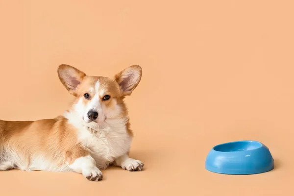 Leuke Hond Kom Met Eten Kleur Achtergrond — Stockfoto