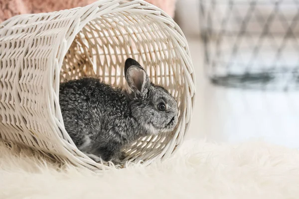 Cute rabbit in wicker basket at home