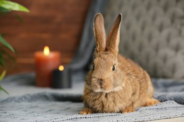 Odadaki sevimli tavşan.