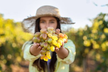Üzüm bağında olgun üzümlü kadın şarap üreticisi.