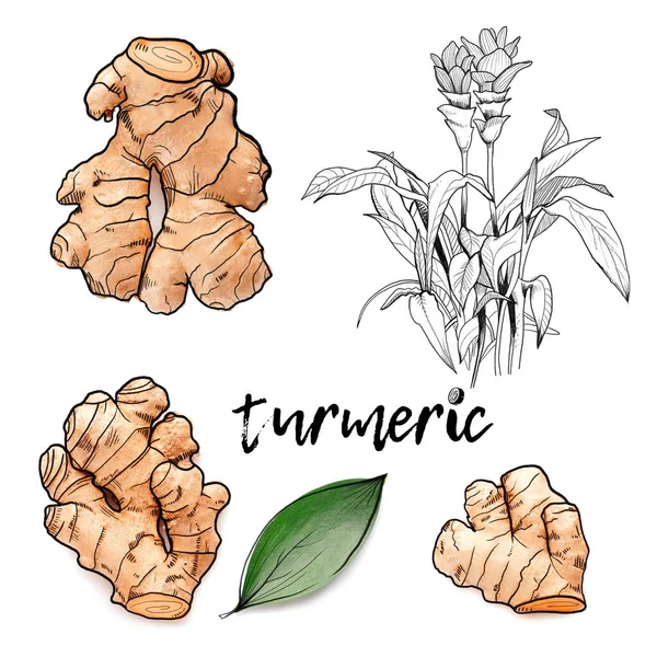 Illustrations Turmeric Plant White Background — Stockfoto