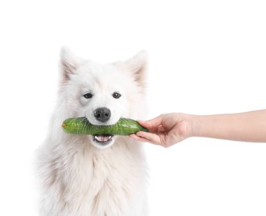 Sahibi beyaz arka planda salatalıklı şirin Samoyed köpeği besliyor.