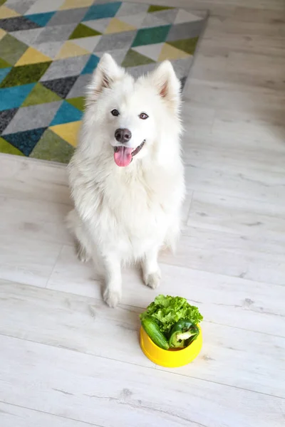 Cute Samoyed dog near bowl with vegetables at home